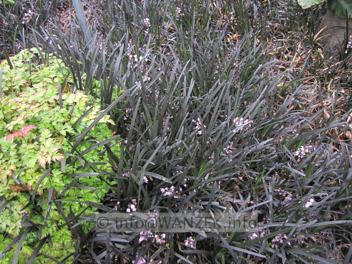 Ophiopogon planiscapus Nigrescens 03 flaechig+Blueten1.JPG